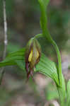 Greater yellow lady's slipper